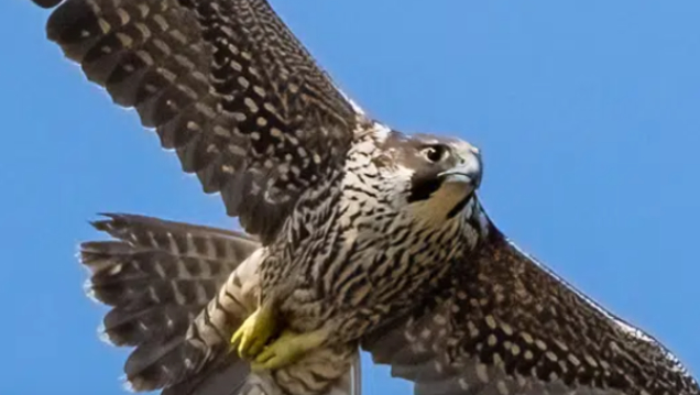 Birds of Prey Birds of Prey