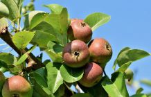 HPL Program Apples
