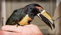 Photo of a man's hand holding a bird with black, yellow, white, and red markings