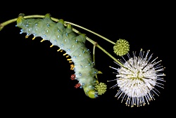 Photo of a green caterpillar and a white flower