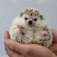 Photo of a person's hand holding a small hedgehog