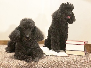 Photo of two small black poodles and a pile of books