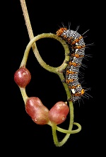 Photo of a caterpillar on a plant