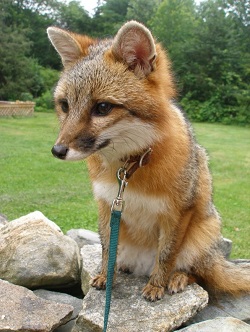 Photo of a gray fox on a leash