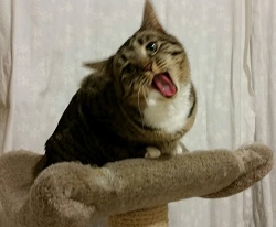 Photo of a brown tabby cat sitting on a perch and meowing