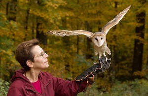North American Birds of Prey Photo of a barn owl landing on a woman's hand