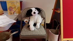 Photo of a stuffed animal dog sitting on a chair in storytime