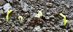 Photo of two plant seedlings popping up from soil