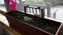 Photo of a long pot filled with dirt on a windowsill with a pink watering can next to it