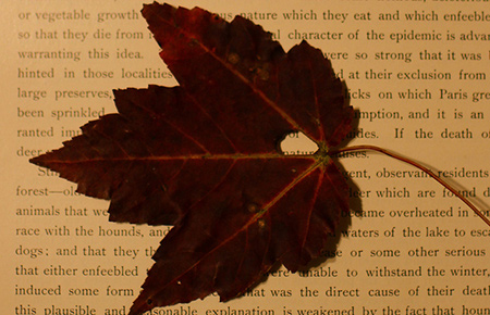 Fall Reading Program