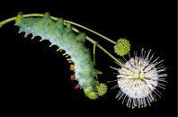 caterpillar lab