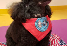 Miniature black poodle wearing a therapy dog bandanna