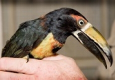 Photo of a man's hand holding a bird with black, yellow, white, and red markings