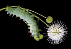 Caterpillar Lab Photo of a green caterpillar and a white flower