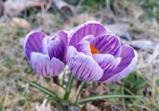 Crocus Photo of two purple crocus flowers