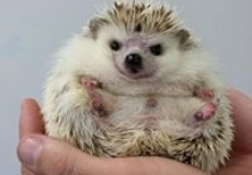 Photo of a person's hand holding a small hedgehog