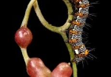 Photo of a caterpillar on a plant