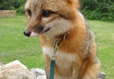 Gray Fox Photo of a gray fox on a leash