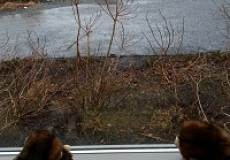 Photo of two monkey puppets looking out a window at a garden area