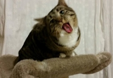 Moxie Meow Photo of a brown tabby cat sitting on a perch and meowing