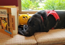 Yellow stuffed monster with black dog and a book