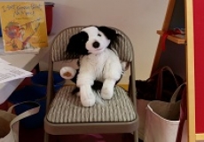 Pepper Photo of a stuffed animal dog sitting in a chair at a storytime