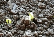 Photo of two plant seedlings popping up from soil